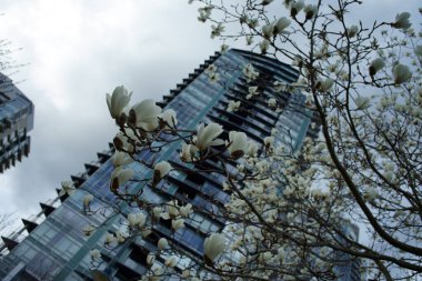 Kiraz çiçeği açan 2020