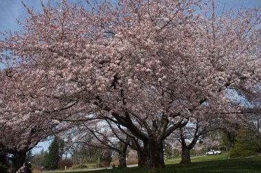 Kiraz çiçeği açan 2020