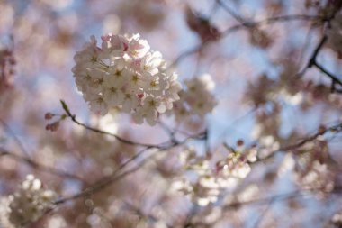 Kiraz çiçeği açan 2020