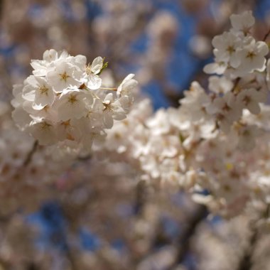 Kiraz ağacı 2020 'de çiçek açtı.