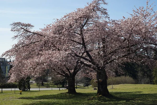 Kersenbloem Bloeit 2020 — Stockfoto