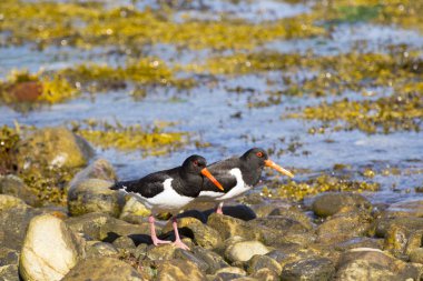 Kuşlardırlar Norveç kenarı