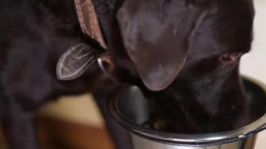 Kahverengi bir labrador kaseden yemek yer.