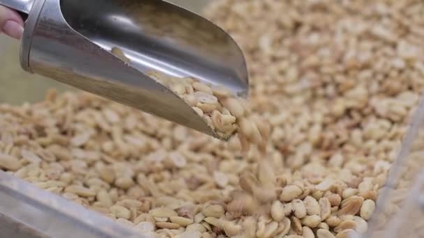 Amendoins Salgados Por Peso Que Menina Pega Derrama Volta Foco — Vídeo de Stock