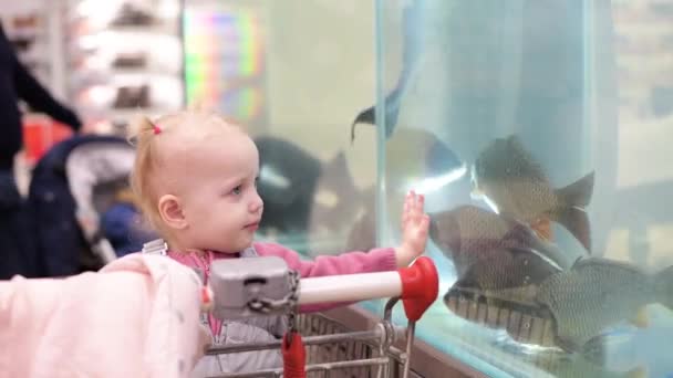 Petite Fille Dans Chariot Épicerie Regarde Les Carpes Dans Aquarium — Video