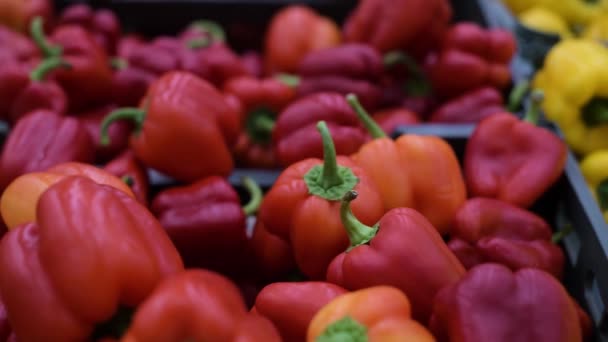 Camera Beweegt Langzaam Langs Rijen Rode Gele Paprika — Stockvideo