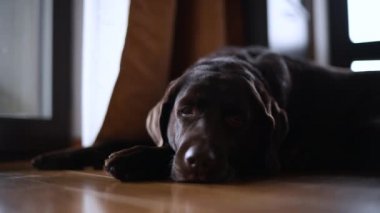 Kahverengi labrador Retriever yerde yatıyor ve ıskalıyor.
