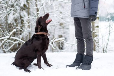 Kahverengi bir labrador karlı bir zeminde oturur ve bakıcısına bakar.