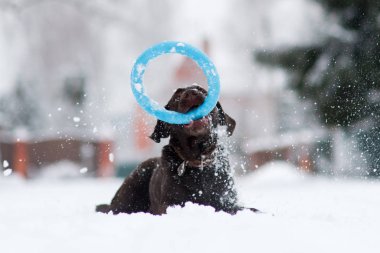 Kahverengi bir Labrador Retriever, ağzında oyuncak bir çemberle karda yatıyor.