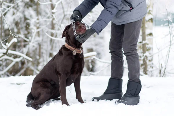 Парень надевает на свою собаку строгий ошейник для прогулки по парку — стоковое фото