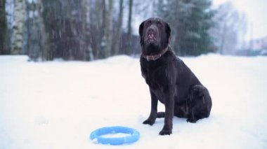 Kahverengi bir labrador karlı havada bir oyuncağın yanında oturur.