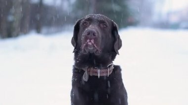 Vitiligo 'su olan labrador dilini çıkarıp burnunu yalıyor. Komik görünüyor.