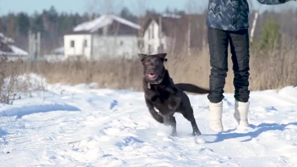Kahverengi Labrador Kameraya Koşuyor Çünkü Hostes Ona Oyuncak Fırlatıyor Köpek — Stok video