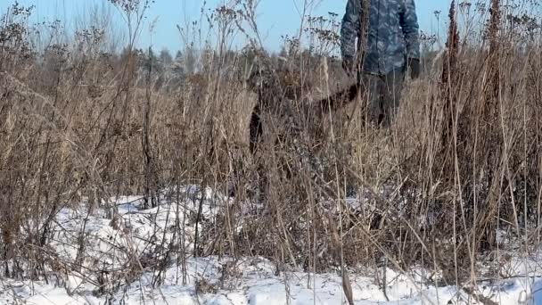 Brown Labrador Runs Out Snow Covered Dry Vegetation Its Owner — Stock Video