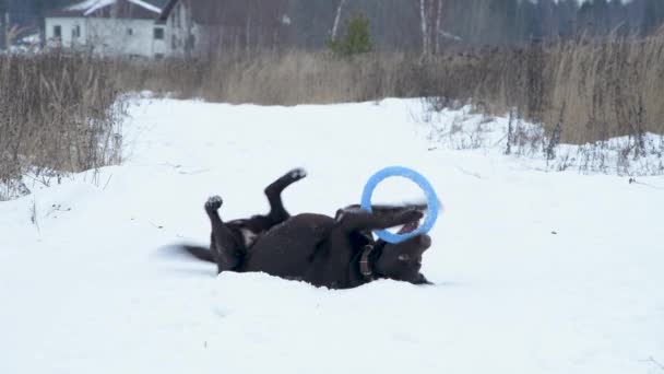 Brązowy Labrador Zabawny Leżący Śnieżnej Wiejskiej Drodze Bawiący Się Zabawką — Wideo stockowe