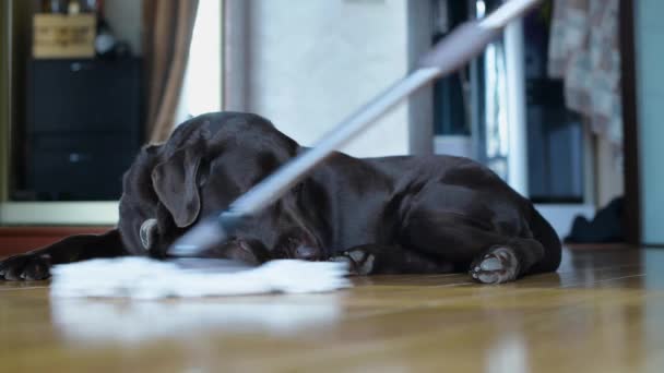 Labrador Leży Podłodze Podczas Gdy Właściciel Myje Podłogę Przed Nim — Wideo stockowe