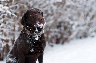 Kahverengi bir Labrador Retriever karlı bir zeminde oturur. Kapat.