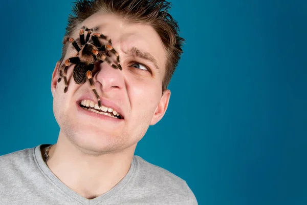 Mannen Tyst Förskräckt Över Det Faktum Att Stor Spindel Brachipelma — Stockfoto