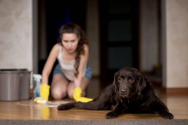 The dog stained the floor, the owner of the dog launders the floor. The dog looks guilty, and the woman is angry in defocus clipart