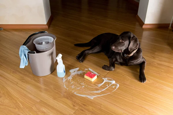 A sad and guilty dog lies next to a bucket and a sponge. The floor is soaped, the dog stained the floor in the house with urine or feces