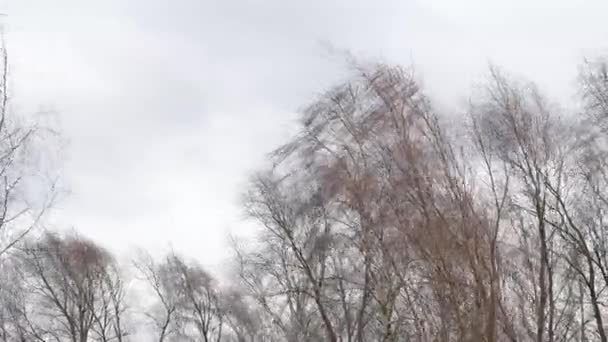Ağaçlar rüzgarın baskısı altında bükülür bulutlu bir günde gökyüzüne karşı — Stok video