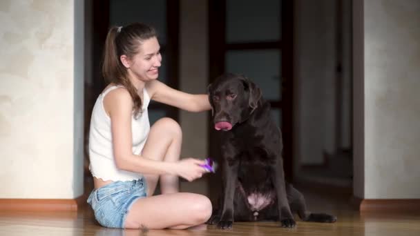 Dziewczyna czesająca labradora w domu na korytarzu. Duży brązowy pies siedzi cicho — Wideo stockowe