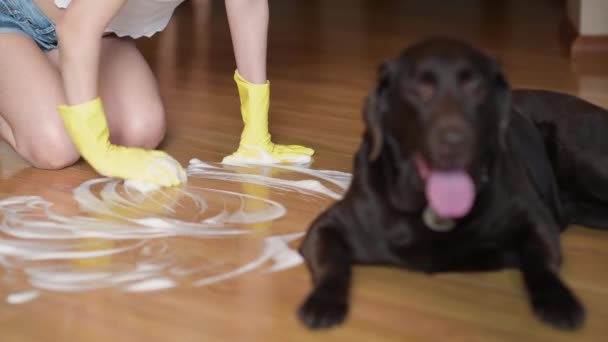 女の子は石鹸とスポンジで床を洗います 前景には床を汚し 責任を負う犬がいます — ストック動画