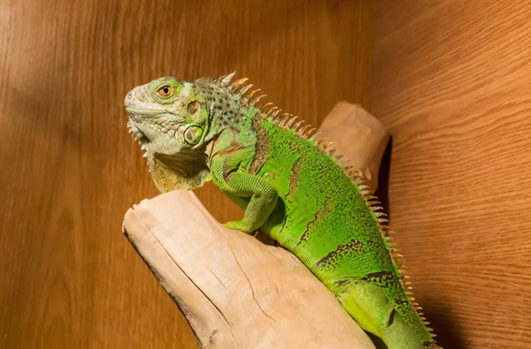 Iguana verde en una rama Imagen de archivo