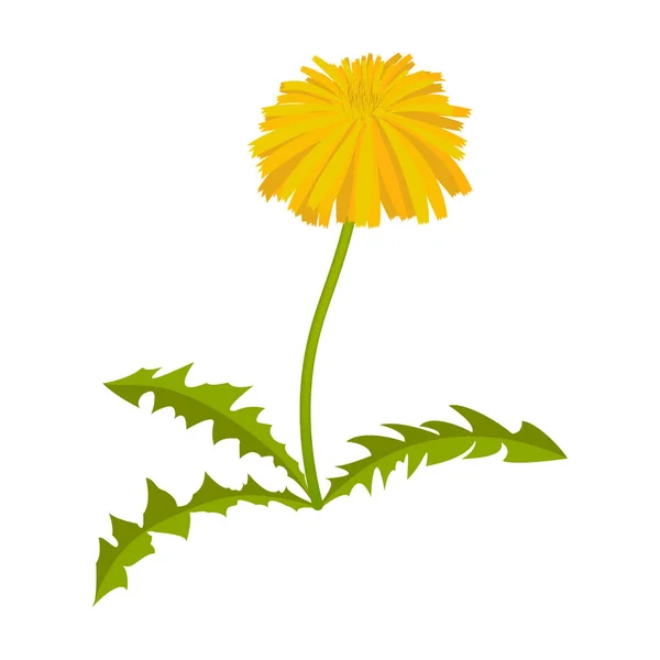 Sommerblume Gelbe Löwenzahn Mit Grünen Blättern Auf Weißem Hintergrund Vektorillustration — Stockvektor