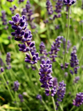 Lavanta çiçekleri güneş ışığında çiçek açıyor. Mor kokulu çalılar ve yeşil yapraklar. Aromaterapi, parfüm, kozmetik, SPA, tarım geçmişi. Almanya, Berin 'deki Tempelhofer tarlasında bahçe işleri.