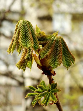 At kestanesi ağacının yeni yaprak ve tomurcukları, Aesculus hipocastanum, ya da kestane ağacı. Şehrin arka planında bahar güneşinde açan parlak yeşil lahanalı bir dal (ev, çit)