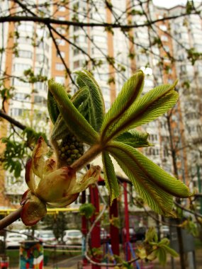 At kestanesi ağacının yeni yaprak ve tomurcukları, Aesculus hipocastanum, ya da kestane ağacı. Şehrin arka planında bahar güneşinde açan parlak yeşil lahanalı bir dal (ev, çit)