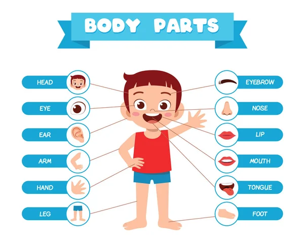 Menino Bonito Feliz Corpo Parte Anatomia — Vetor de Stock