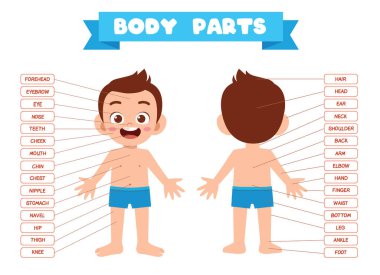 Mutlu tatlı çocuk vücut parçası anatomisi