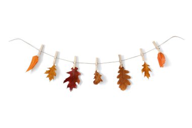 Sonbahar ikliminde çelenkler. Beyaz arka planda kırsal bir sisal kabloya asılmış kliplerdeki sonbahar yaprakları.