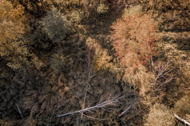 Sonbahar ormanının havadan görünüşü. 