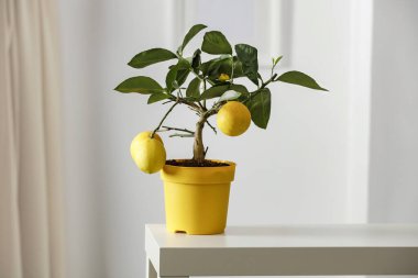 Küçük beyaz masada güzel, narin dekorasyonlar. Sarı saksıda limon ağacı parlak beyaz renklerde resim çerçevesi ve bulanık beyaz duvar arkaplanı.