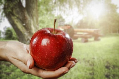 Süslenmek için kırmızı elmalı kadın elleri.