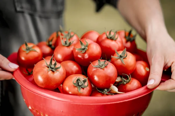 Red Tomatoes Red Bowl Held Woman Hands — Stock Photo, Image