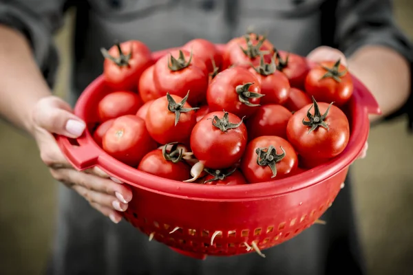 Rote Tomaten Einer Roten Schüssel Frauenhänden — Stockfoto