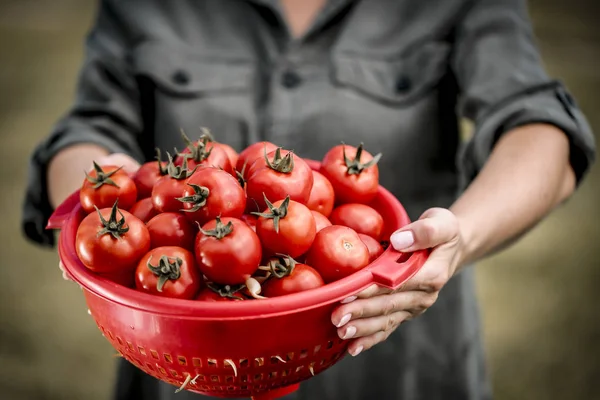 Red Tomatoes Red Bowl Held Woman Hands — Stock Photo, Image