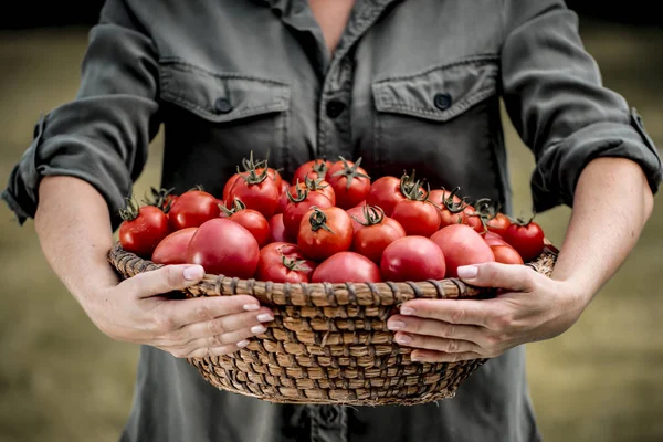 Rote Tomaten Einem Korb Frauenhänden — Stockfoto