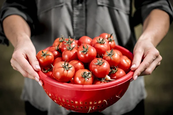 Rote Tomaten Einer Roten Schüssel Frauenhänden — Stockfoto