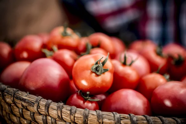 Red Tomatoes Red Bowl Held Woman Hands — Stock Photo, Image