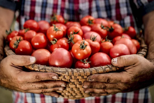 Red Tomatoes Held Man Soiled Hands — Stock Photo, Image
