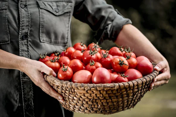 Rote Tomaten Einem Korb Frauenhänden — Stockfoto