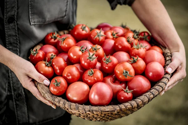 Red Tomatoes Basket Held Woman Hands — Stock Photo, Image