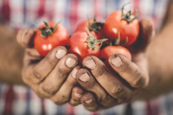 Rote Tomaten Den Verschmutzten Händen Des Menschen — Stockfoto