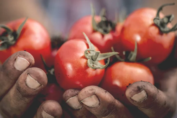 Red Tomatoes Held Man Soiled Hands — Stock Photo, Image