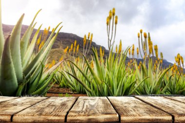 Reklam ürünü, dekorasyon ve aloe vera çiftliği için alanı olan ahşap masa üstü arka planı. Beyaz gökyüzü ve dağlar uzaktan görünüyor..